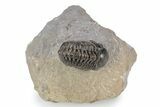 Detailed Reedops Trilobite - Atchana, Morocco #341180-3
